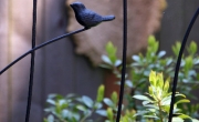 whimsy_1