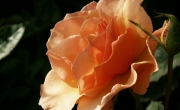 roses_1