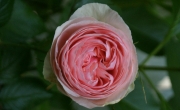 roses_2