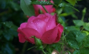 roses_3