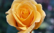 roses_4