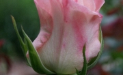 roses_5