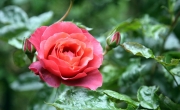 roses_6